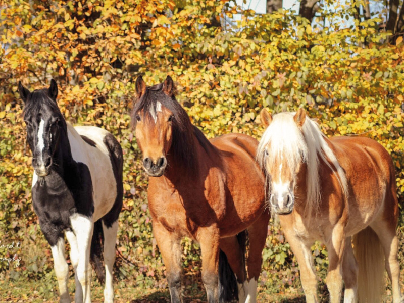 Unsere Pferde | Voralb Coaching - pferdegestütztes Coaching in Wernau (Neckar