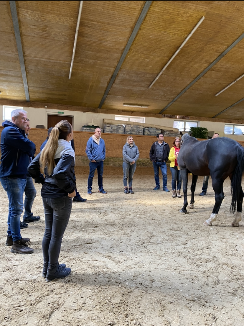 Teamcoaching | Voralb Coaching - pferdegestütztes Coaching in Wernau (Neckar